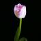 Scropion