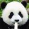 珠珠的萨摩龙