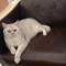 再狡猾的猎人也斗不过好狐狸