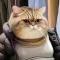 咖啡猫