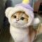 猫咪猫眼