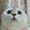小贱猫
