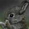 alice1123