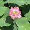 芙花