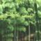 qin