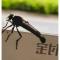水上漂