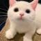 cat plus