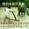 思念的云