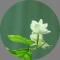 默默清芬