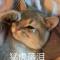 人海孤鸿