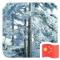雪松
