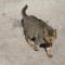 Little Cat 小人物