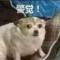 白哥