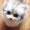 小猫