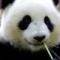 天赐熊猫001