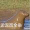 干丝烧鹅