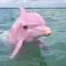dolphin15
