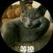 猫3