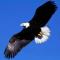 Falcon
