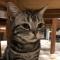 小小猫看世界