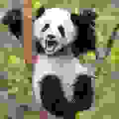 阿成
