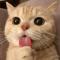 开心猫