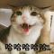 月心你可知
