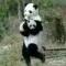 东方之林