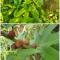 福州白花牛奶根五指毛桃种植基地