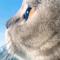 猫儿