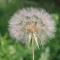 蒲公英