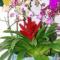老高