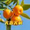 土豆