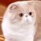 房东的猫