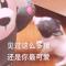 小提音