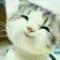 懒猫猫