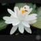 莲花