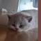 春猪