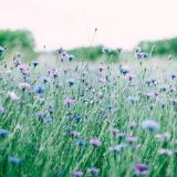 是小花阿07