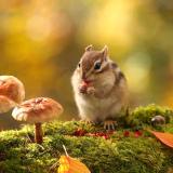 吉安用户41xxxx117