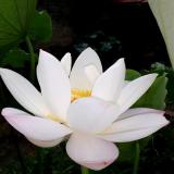 太阳花花