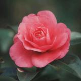 梅花♣K
