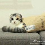 晓峰康