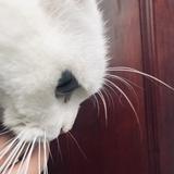 声妹姜