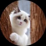猫咪有毒