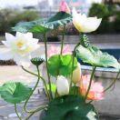 浣溪沙之蝶恋花