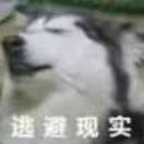 一袋鱼