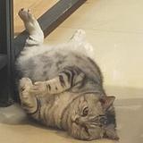 给我一只烟