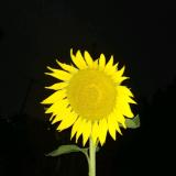 握咪脱服善哉善哉