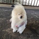 一颗甜菜头